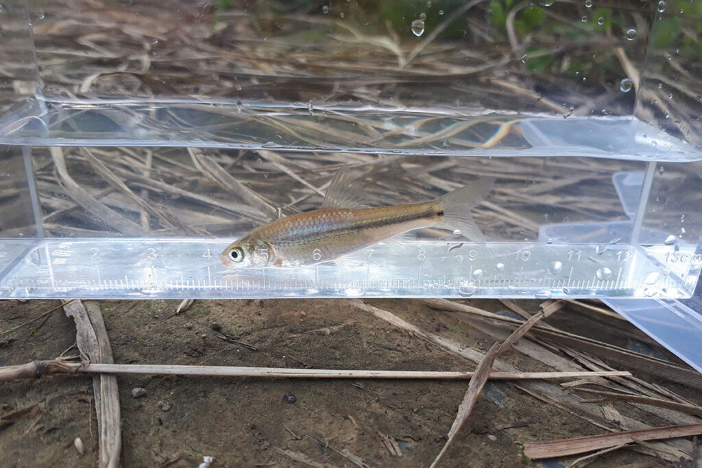 釣れた魚さん
