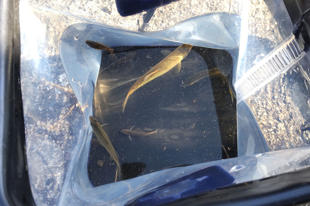 釣れた魚さん達